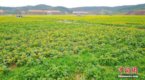 世界最大地下工廠房頂308畝向日葵盛開(kāi)