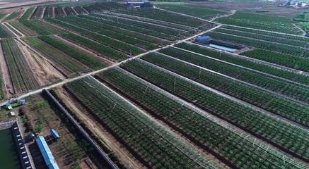 堅持走農產品品牌化道路，大連大櫻桃產業助推鄉村振興